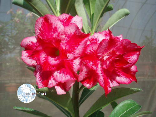 (image for) Adenium Obesum 'Excellent Lover' x 5 Seeds - Click Image to Close
